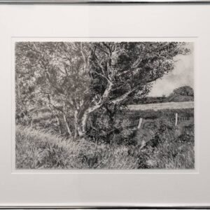 Michael Wann, “Back Garden”, Charcoal and wash on paper, 29.5 x 41cm, Unframed, 49 x 59cm, Framed