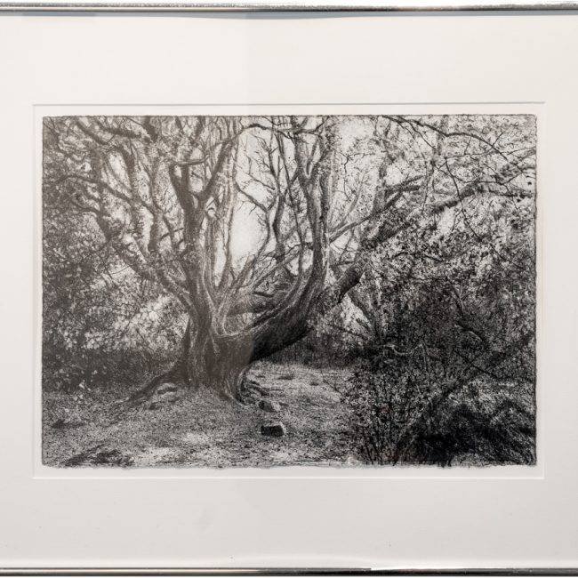 Michael Wann, "Deep Shade", Charcoal and wash on paper, behind glass, 30 x 42cm, Unframed, 49 x 59cm, Framed